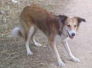 layka